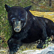 Scruffy - Black Bear - Unsigned Art Print