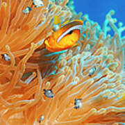 Sea Life - Anemone  Clownfish Art Print