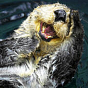 Sea Otter Art Print