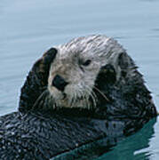 Sea Otter Grooming Art Print