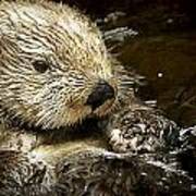 Sea Otter Art Print