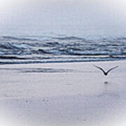 Seagull And Surf Art Print
