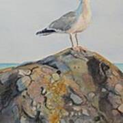 Herring Seagull Brenton Point Newport Ri Art Print