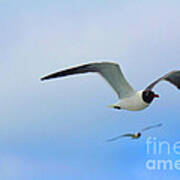 Seagull Art Print