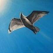 Seagull In Flight Art Print