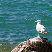 Seagull On Rock Art Print