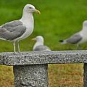 Seagull On Stone Bench Art Print