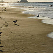 Seagulls Early Morning Rockaway Beach Art Print