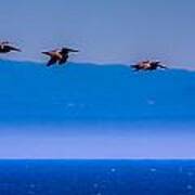 Pelicans On Monterey Bay Art Print