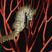 Seahorse On Coral North America Art Print