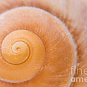 Seashell Spiral Close-up Art Print