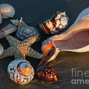 Seashells At Sunset Art Print