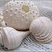 Seashells Study 1 Art Print