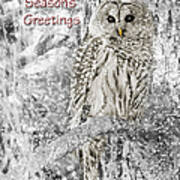Season's Greetings Card Winter Barred Owl Art Print