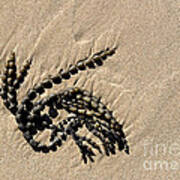Seaweed On Beach Art Print