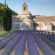 Senanque Abbey And Lavender Fields - Provence - France Art Print
