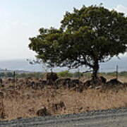 Sentinel Of The Golan Art Print