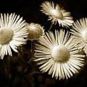 Sepia Flowers Art Print