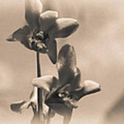 Sepia Orchids Art Print