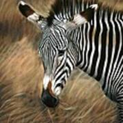 Serengeti Zebra Art Print