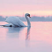Serenity   Mute Swan At Sunset Art Print