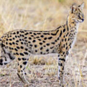 Serval Hunting Art Print