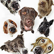 Seven Dogs Looking Up Art Print