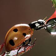 Seven-spotted Ladybird Drinking Art Print