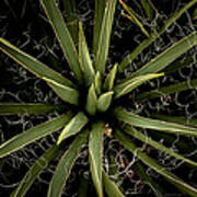 Sharp Points - Yucca Plant Art Print