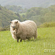 Sheep In Pasture Art Print