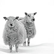 Sheep In Snow Art Print