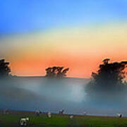 Sheep In The Early Morning Fog Art Print