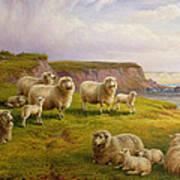 Sheep On A Dorset Coast Art Print