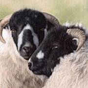 Sheep Painting Art Print
