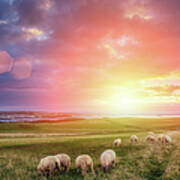 Sheeps In Ireland At Sunset Art Print