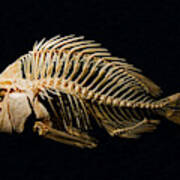 Sheepshead Fish Skeleton Art Print