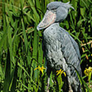 Shoebill Stork Art Print