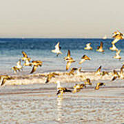 Shorebirds Take To The Air Art Print