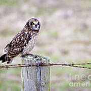 Short Eared Owl Boundary Bay Art Print