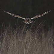 Short Eared Owl Focused Art Print