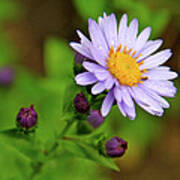 Showy Aster Art Print