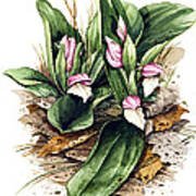 Showy Orchis Art Print