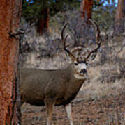 Shy Mule Deer Art Print