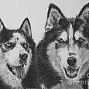 Siberian Husky Dogs Sketched In Charcoal Art Print