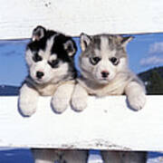 Siberian Husky Puppies Art Print