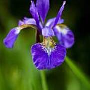 Siberian Iris Flower Art Print