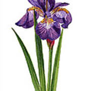 Siberian Iris Ii - Iris Sibirica Art Print