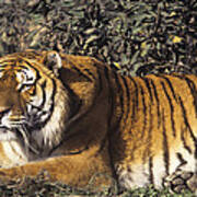 Siberian Tiger Stalking Endangered Species Wildlife Rescue Art Print