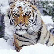 Siberian Tiger #2 Art Print