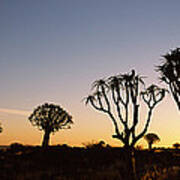 Silhouette Of Quiver Trees Aloe Art Print